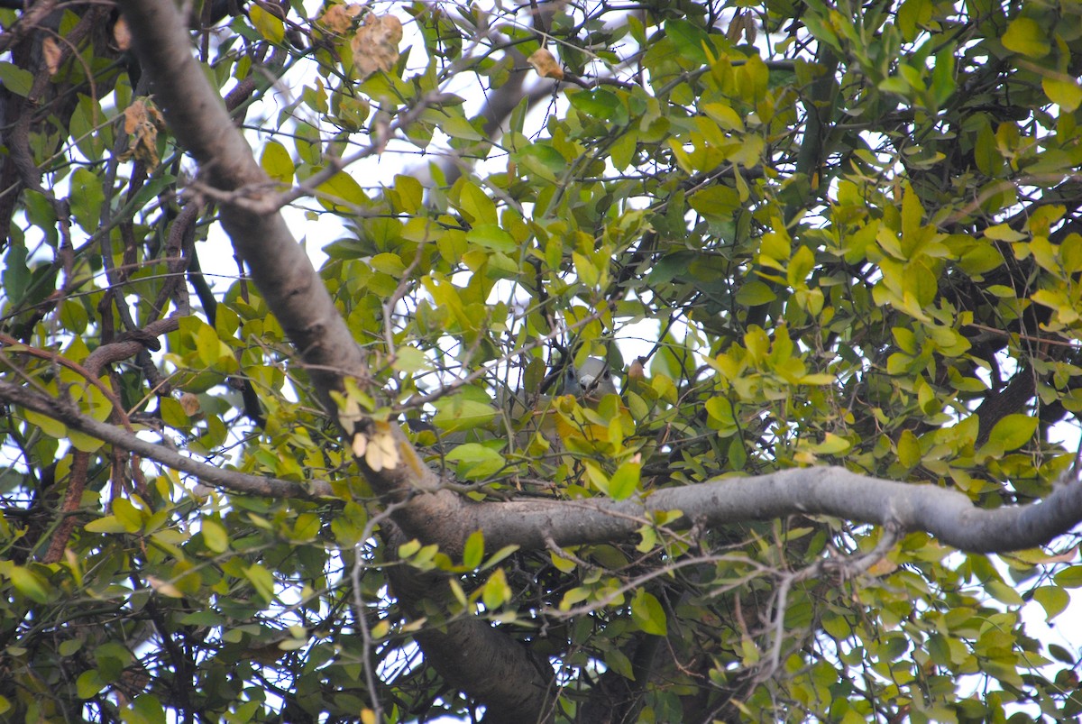 Yellow-footed Green-Pigeon - Alyssa DeRubeis