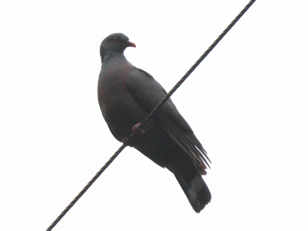 Pigeon de Bolle - ML618260418