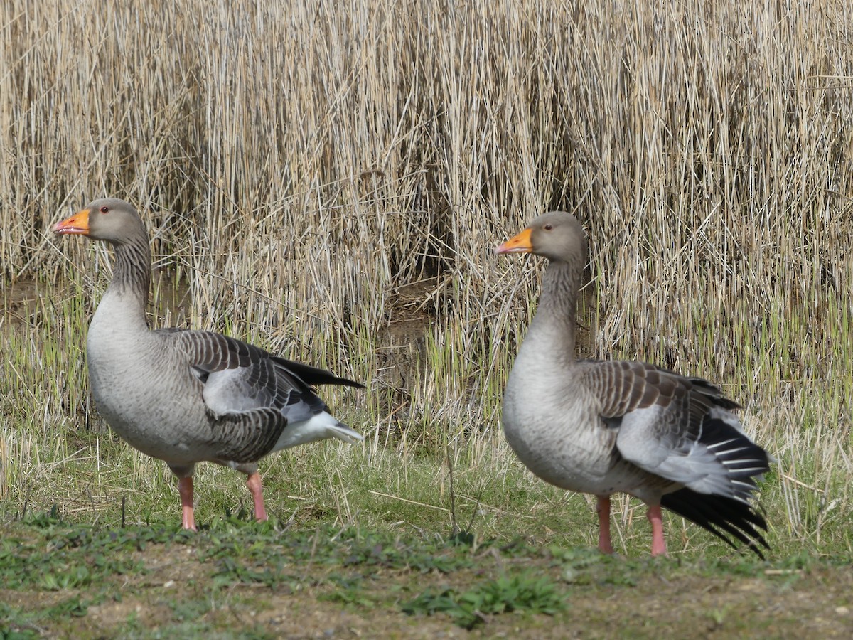 Graylag Goose (European) - Usha Menon