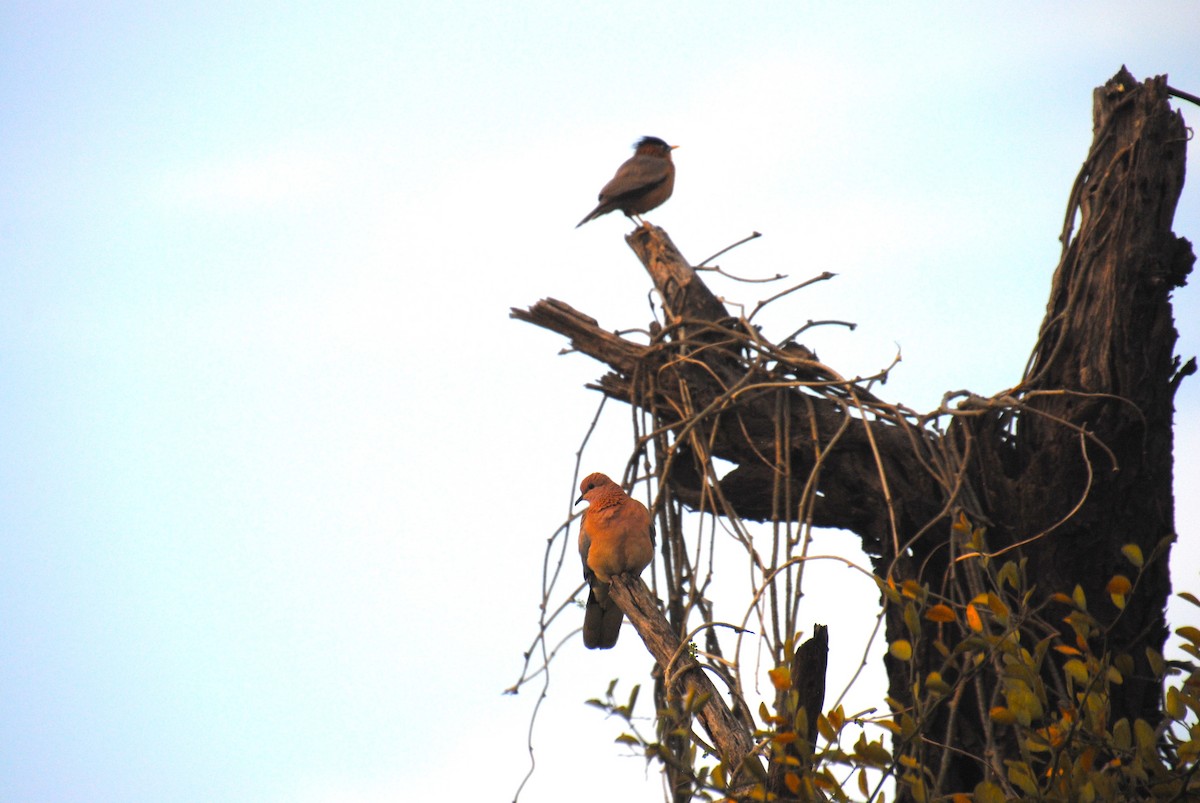 Laughing Dove - Alyssa DeRubeis