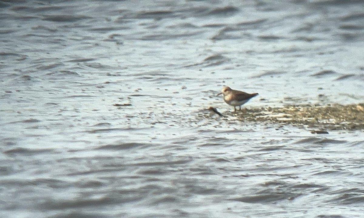 Temminck's Stint - Jakub Macháň