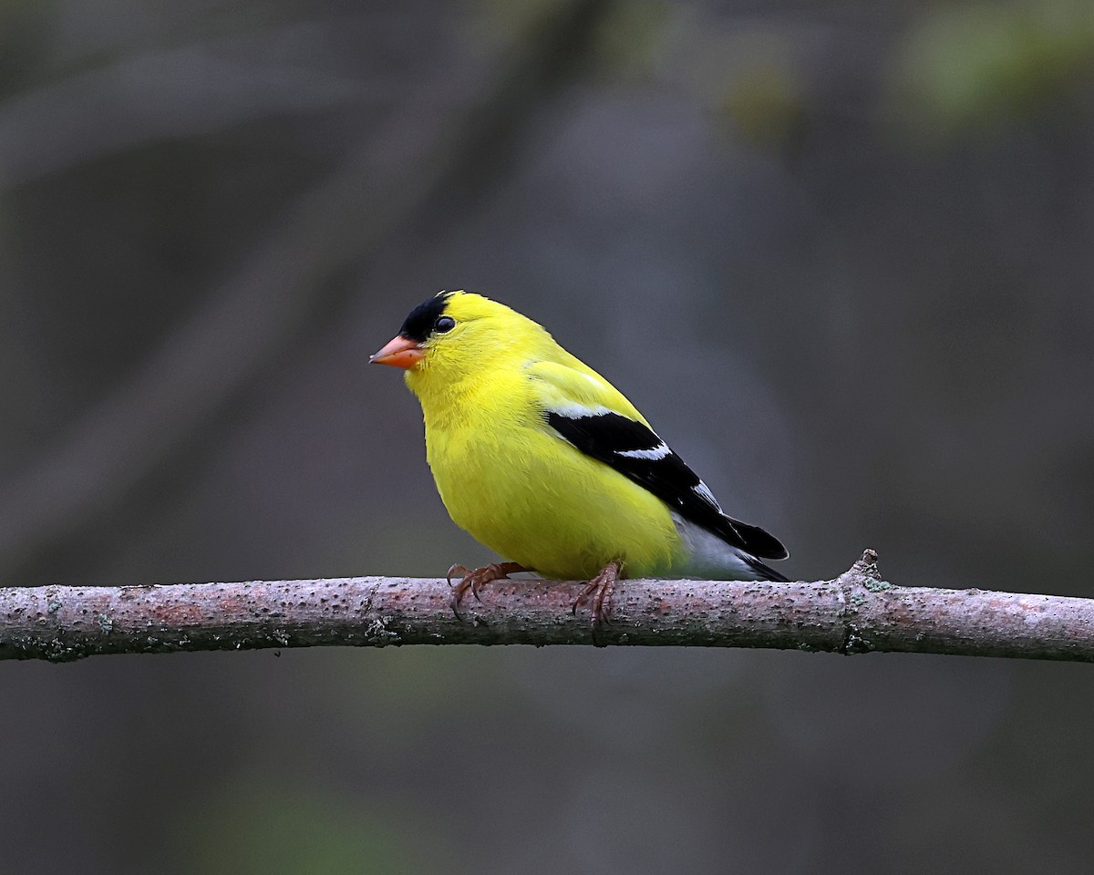 American Goldfinch - Steven Mix