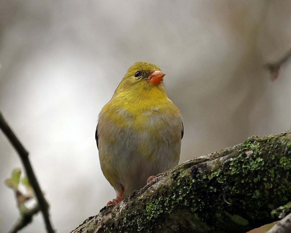 American Goldfinch - Steven Mix