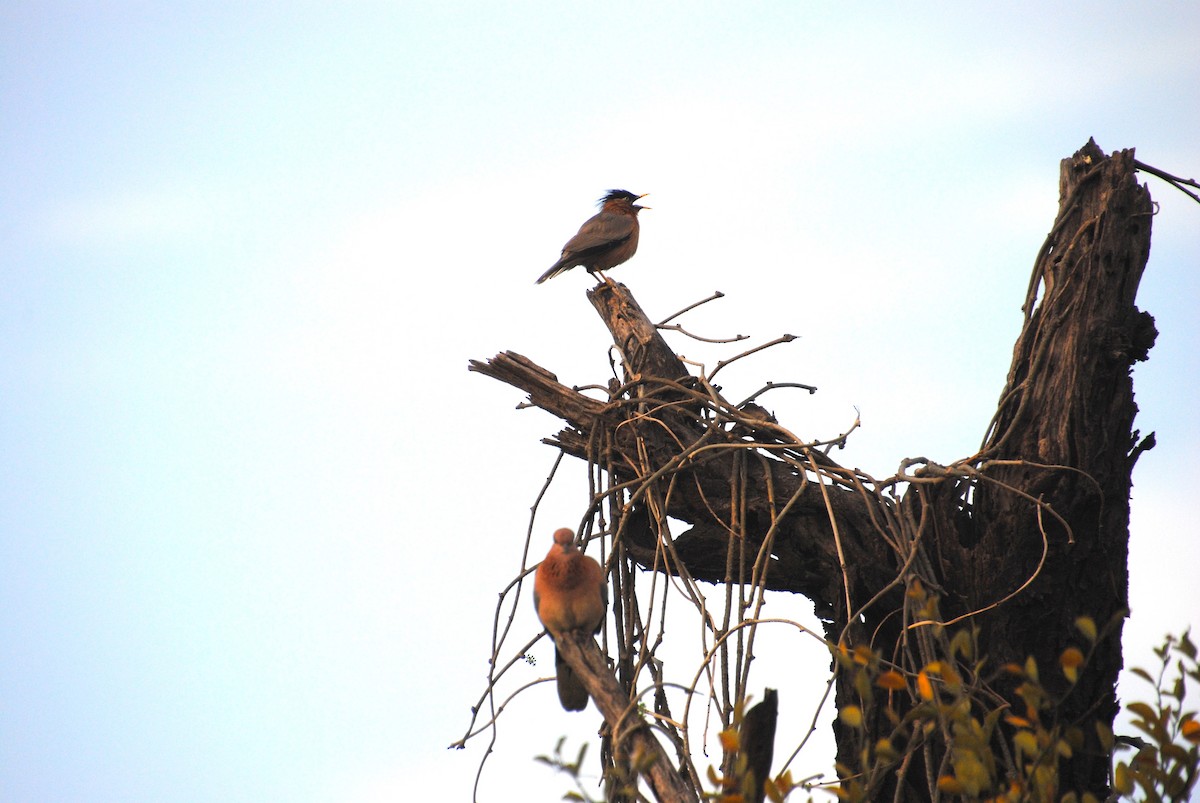 Brahminy Starling - Alyssa DeRubeis