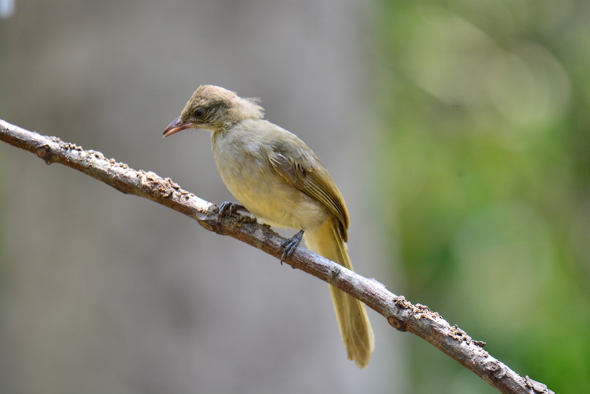 Streak-eared Bulbul - Jukree Sisonmak