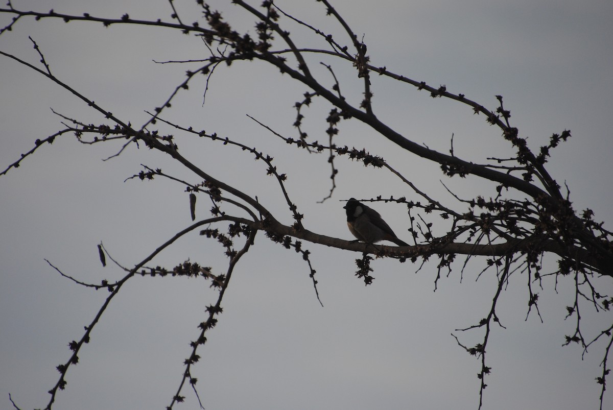 White-eared Bulbul - Alyssa DeRubeis