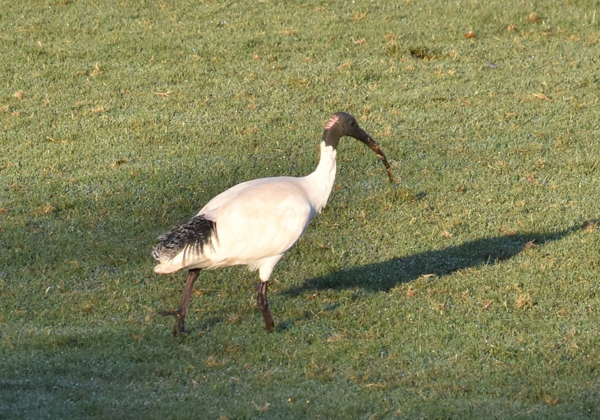 Australian Ibis - Mark Tarnawski