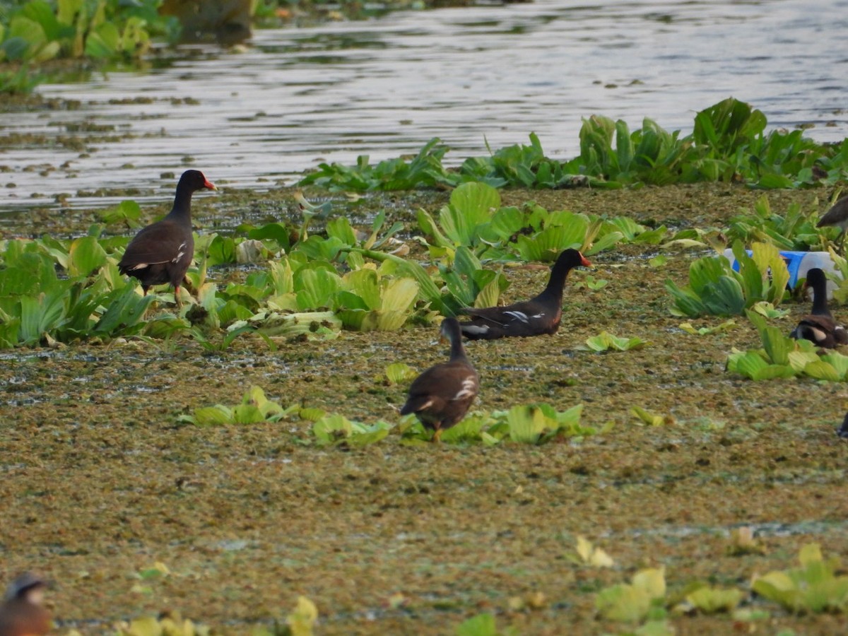 Common Gallinule - Bany Alvarenga