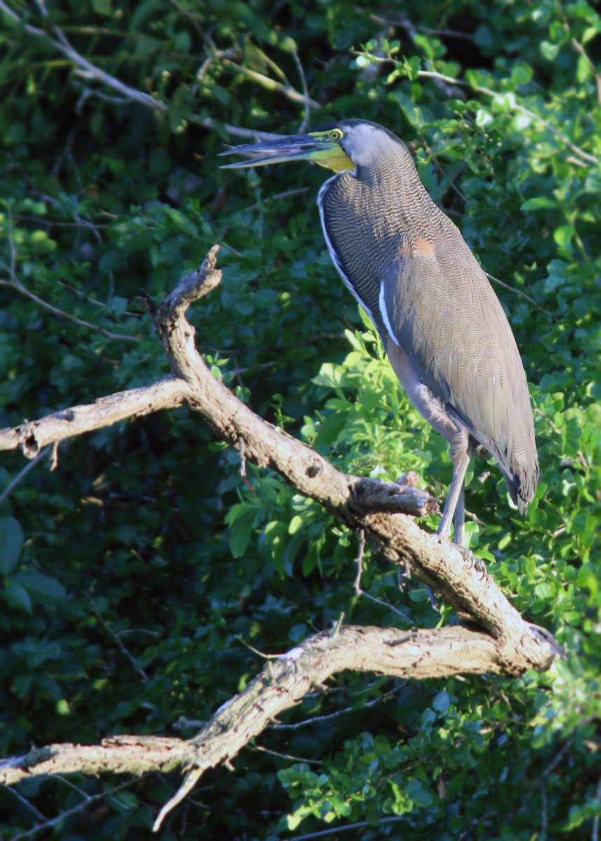 Bare-throated Tiger-Heron - Jared Clarke