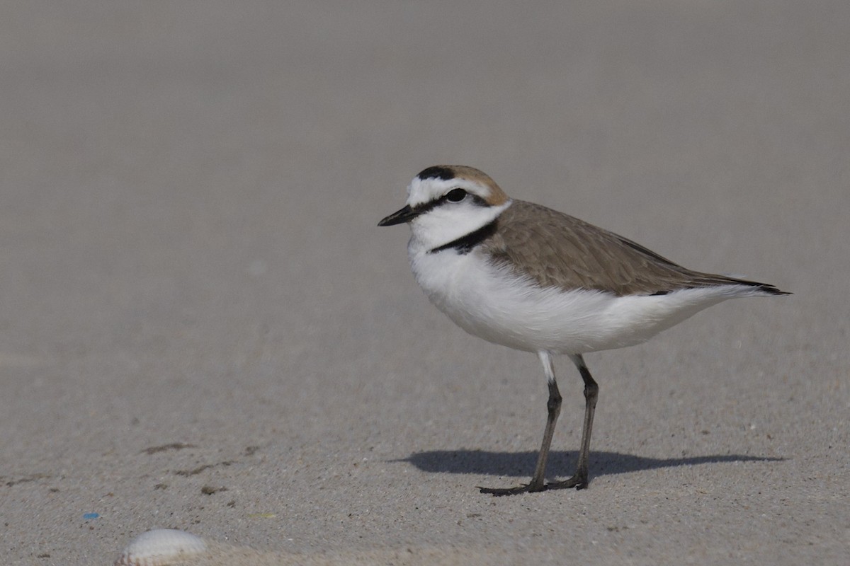 Kentish Plover - ML618260504