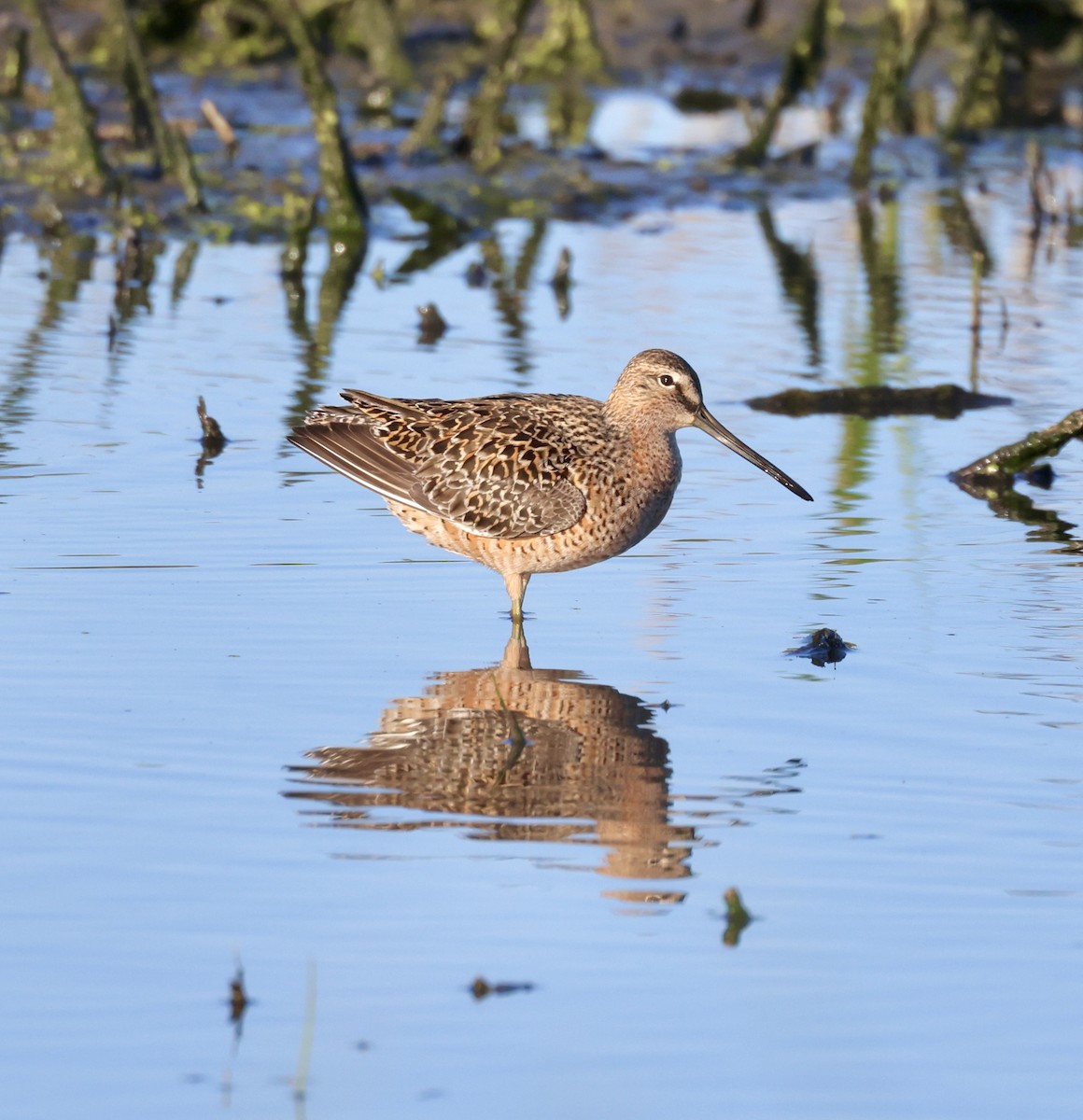 Long-billed Dowitcher - ML618260506