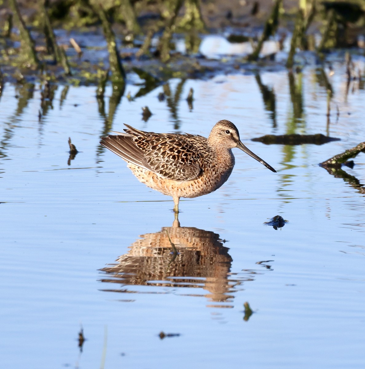 Long-billed Dowitcher - ML618260507