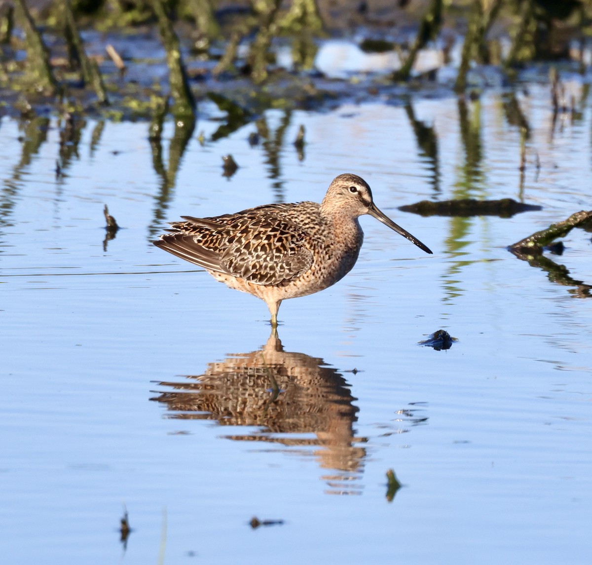 Long-billed Dowitcher - ML618260508