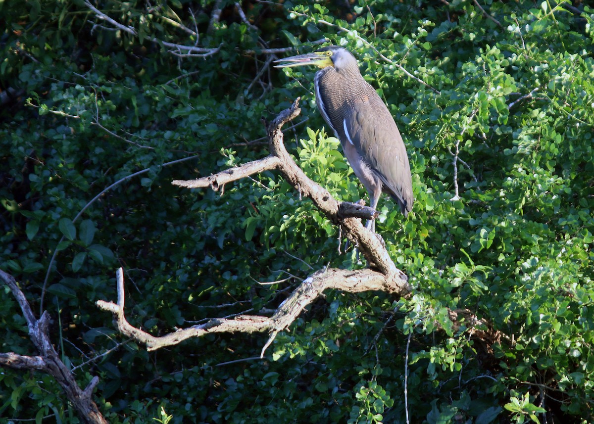 Bare-throated Tiger-Heron - Jared Clarke