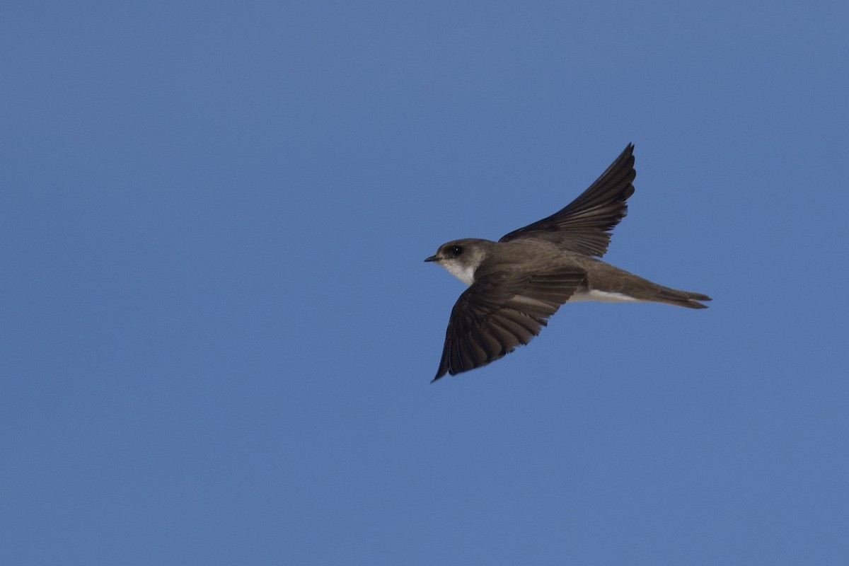 Bank Swallow - ML618260513