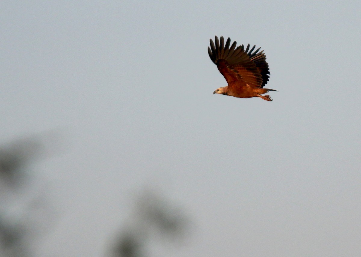 Black-collared Hawk - Jared Clarke