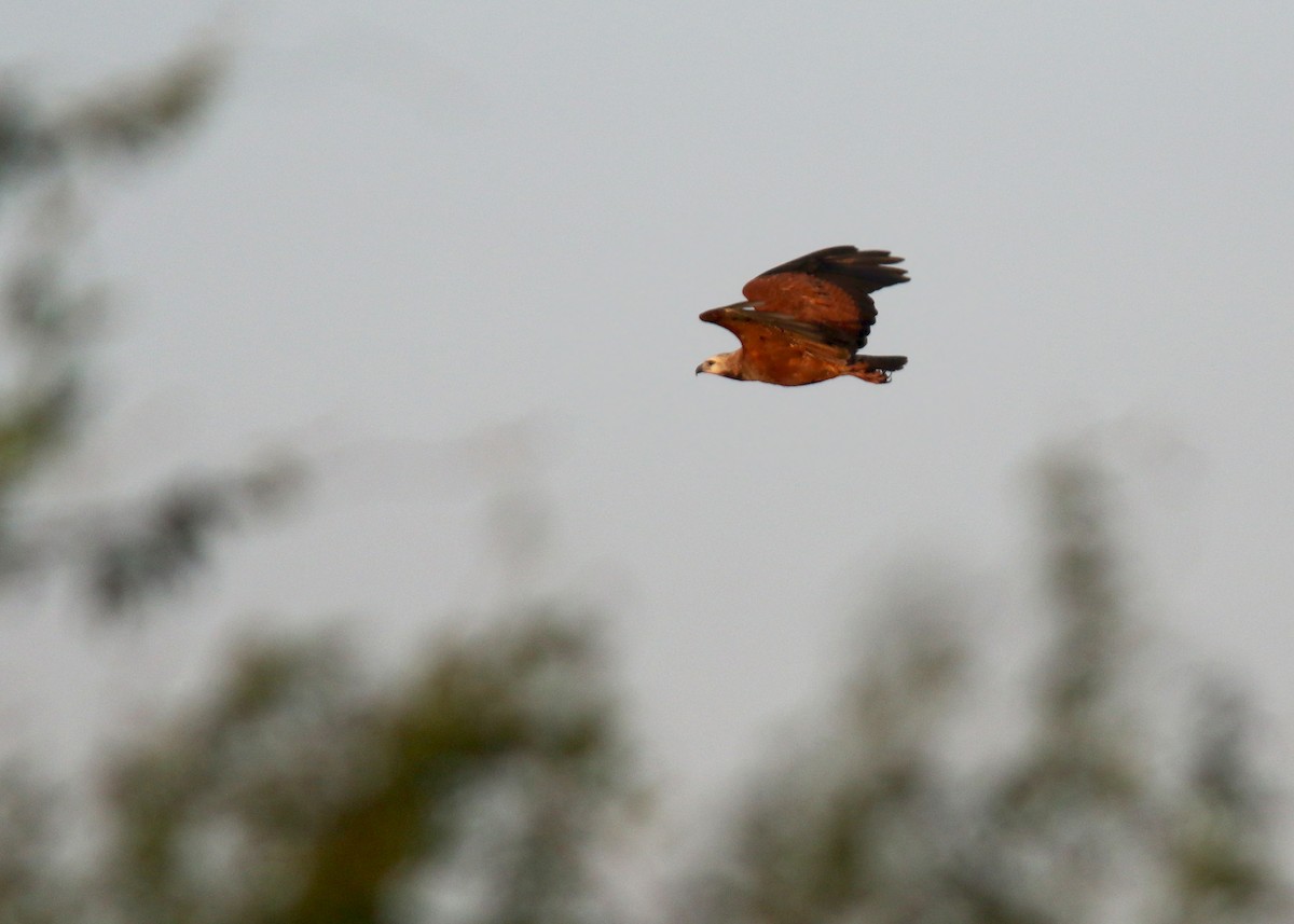 Black-collared Hawk - Jared Clarke