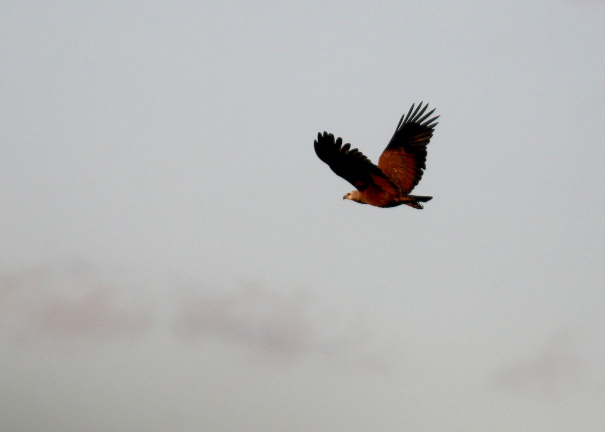 Black-collared Hawk - Jared Clarke