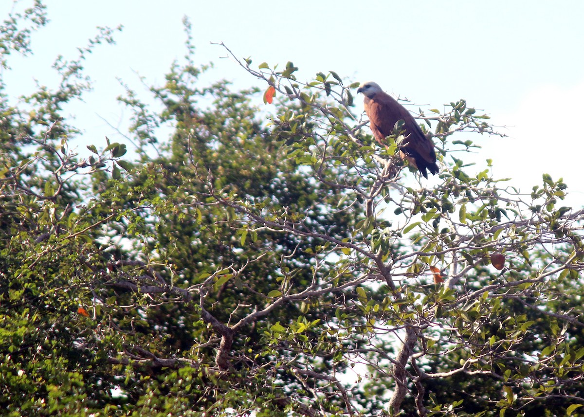 Black-collared Hawk - Jared Clarke