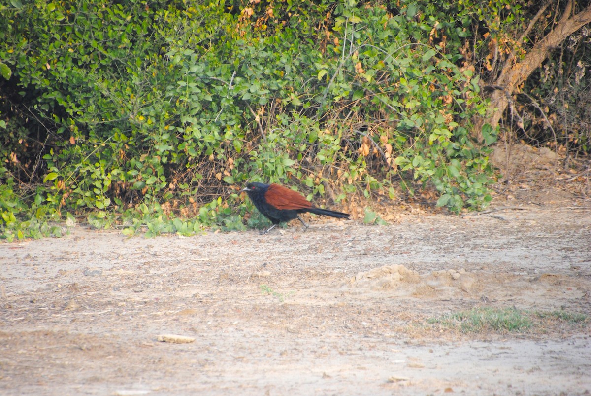 Greater Coucal - Alyssa DeRubeis