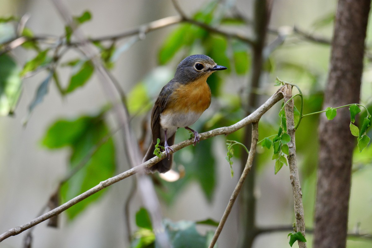 Indochinese Blue Flycatcher - ML618260541