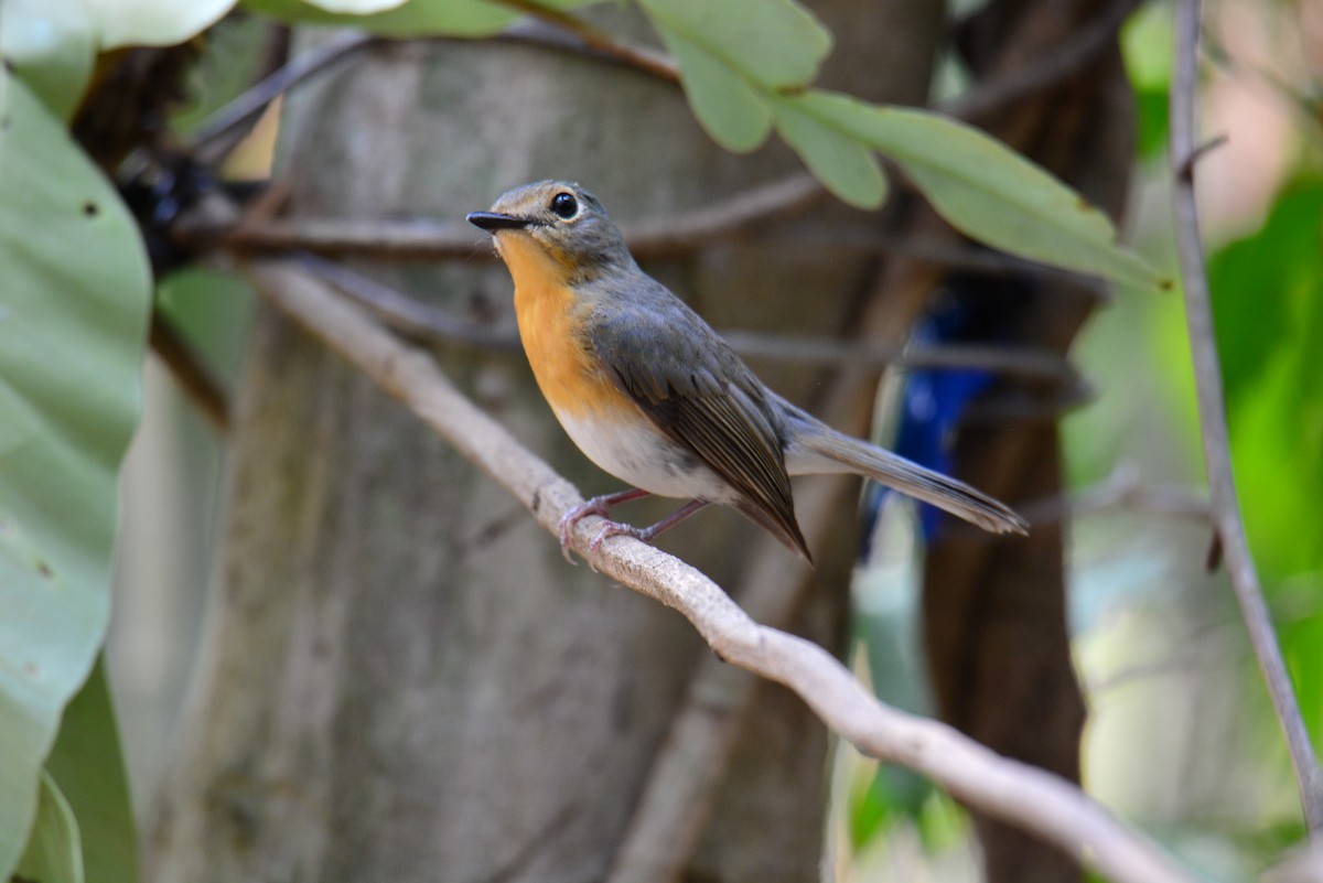 Indochinese Blue Flycatcher - Jukree Sisonmak