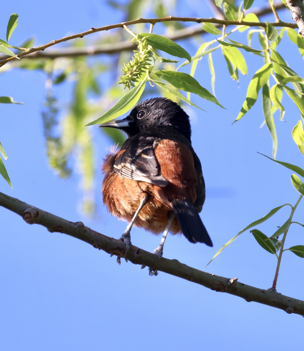 Orchard Oriole - Cheryl Rosenfeld