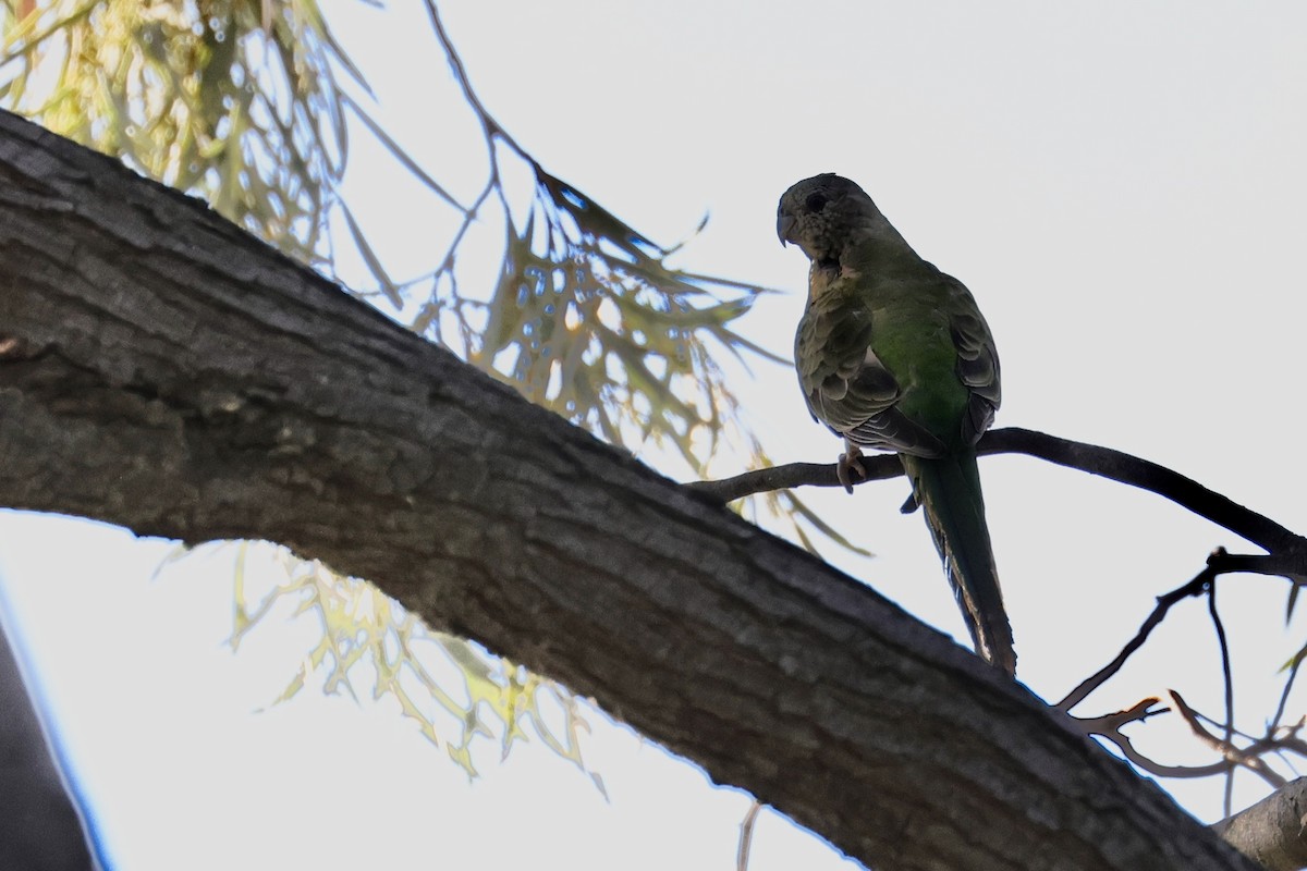 Perico Cariazul - ML618260566