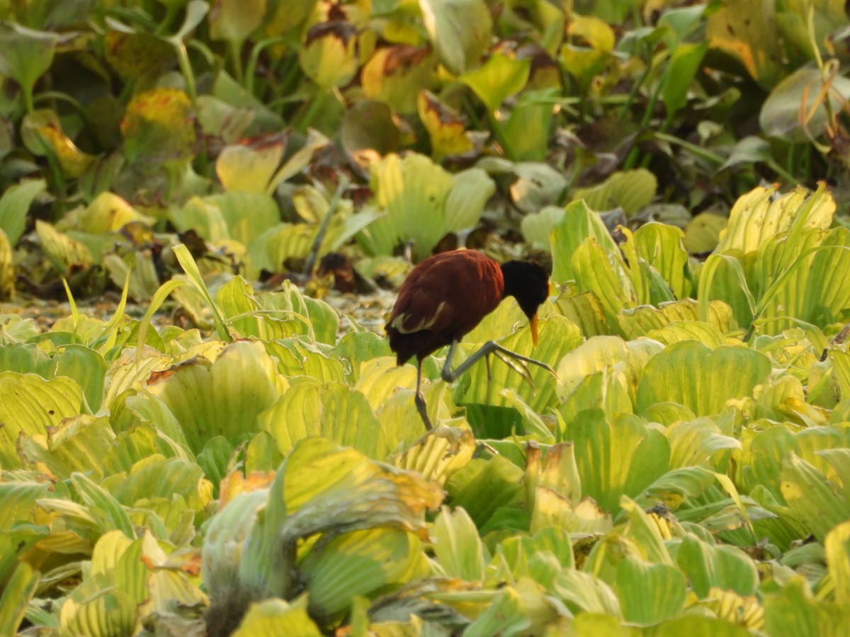 Northern Jacana - Bany Alvarenga