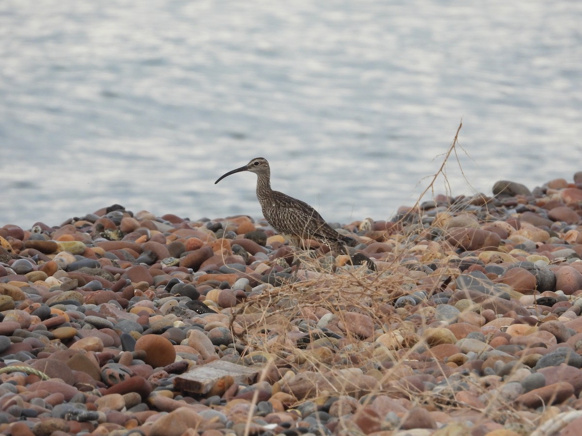 Whimbrel - biel miquel