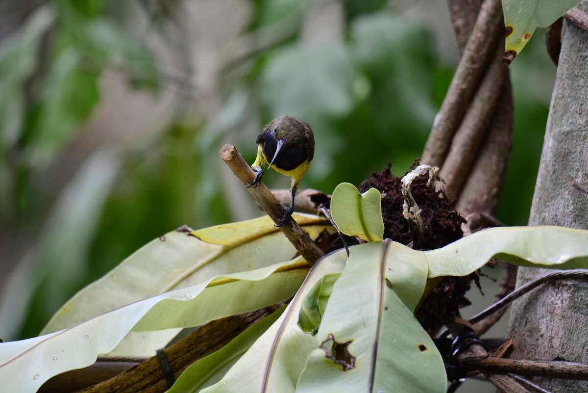 Ornate Sunbird - Jukree Sisonmak