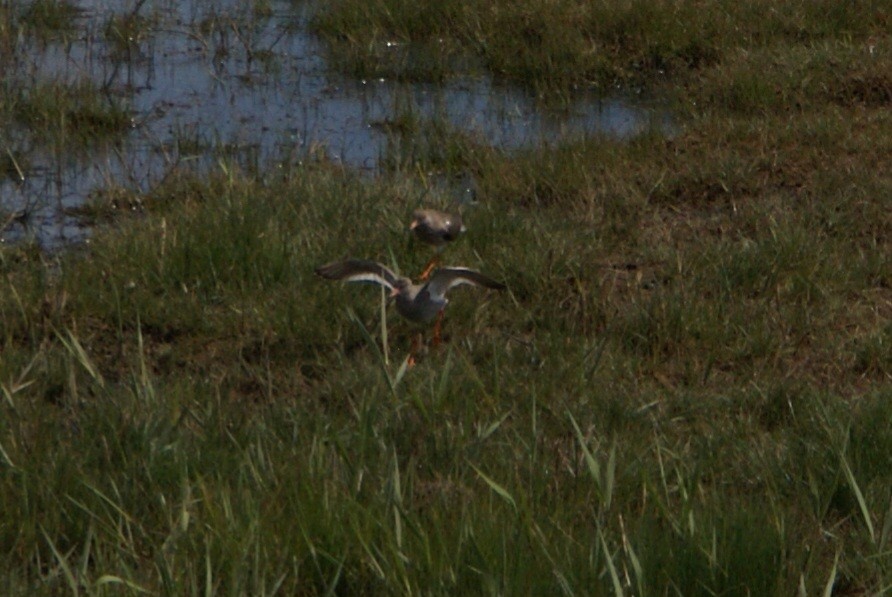 Common Redshank - Petr Pivoda