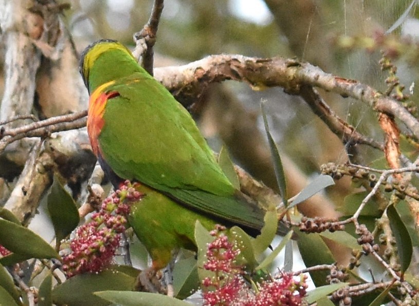 Rainbow Lorikeet - Mark Tarnawski