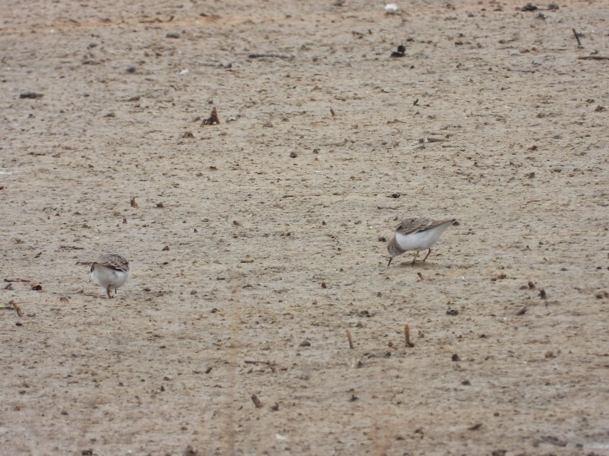 Temminckstrandläufer - ML618260622