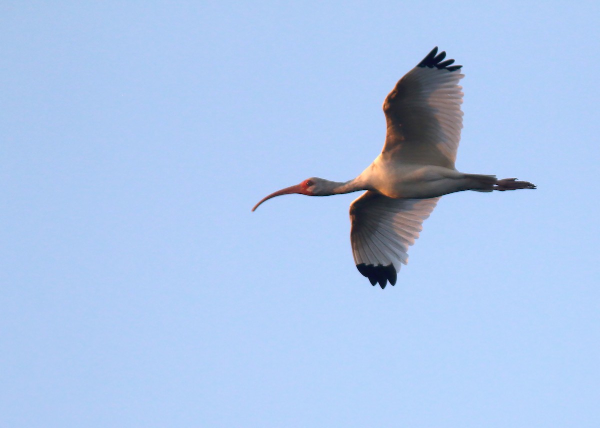 White Ibis - ML618260632