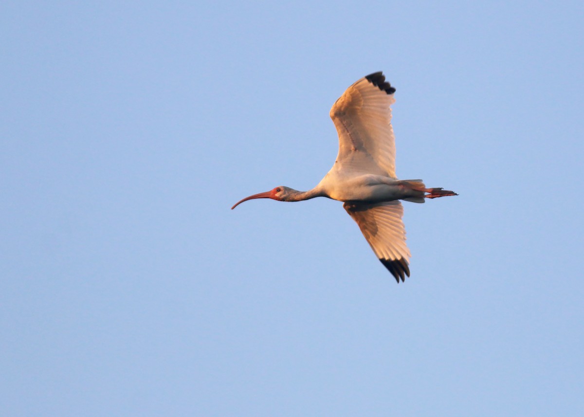 White Ibis - ML618260633