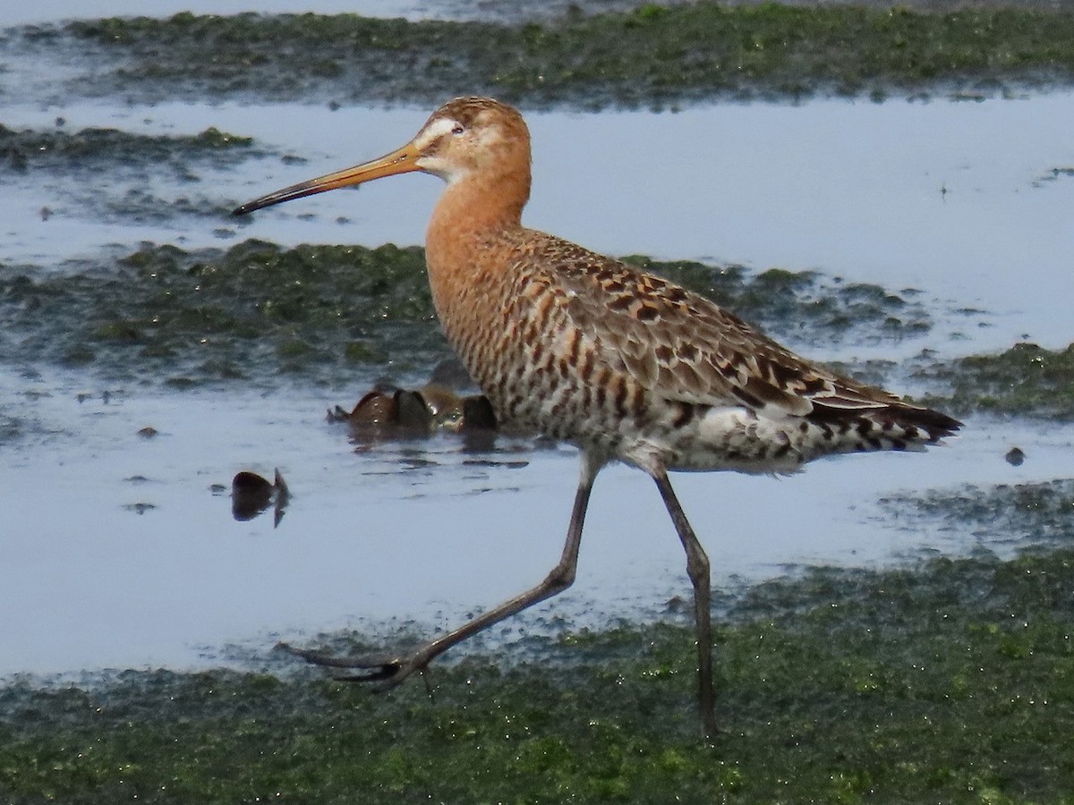 Black-tailed Godwit - ML618260639