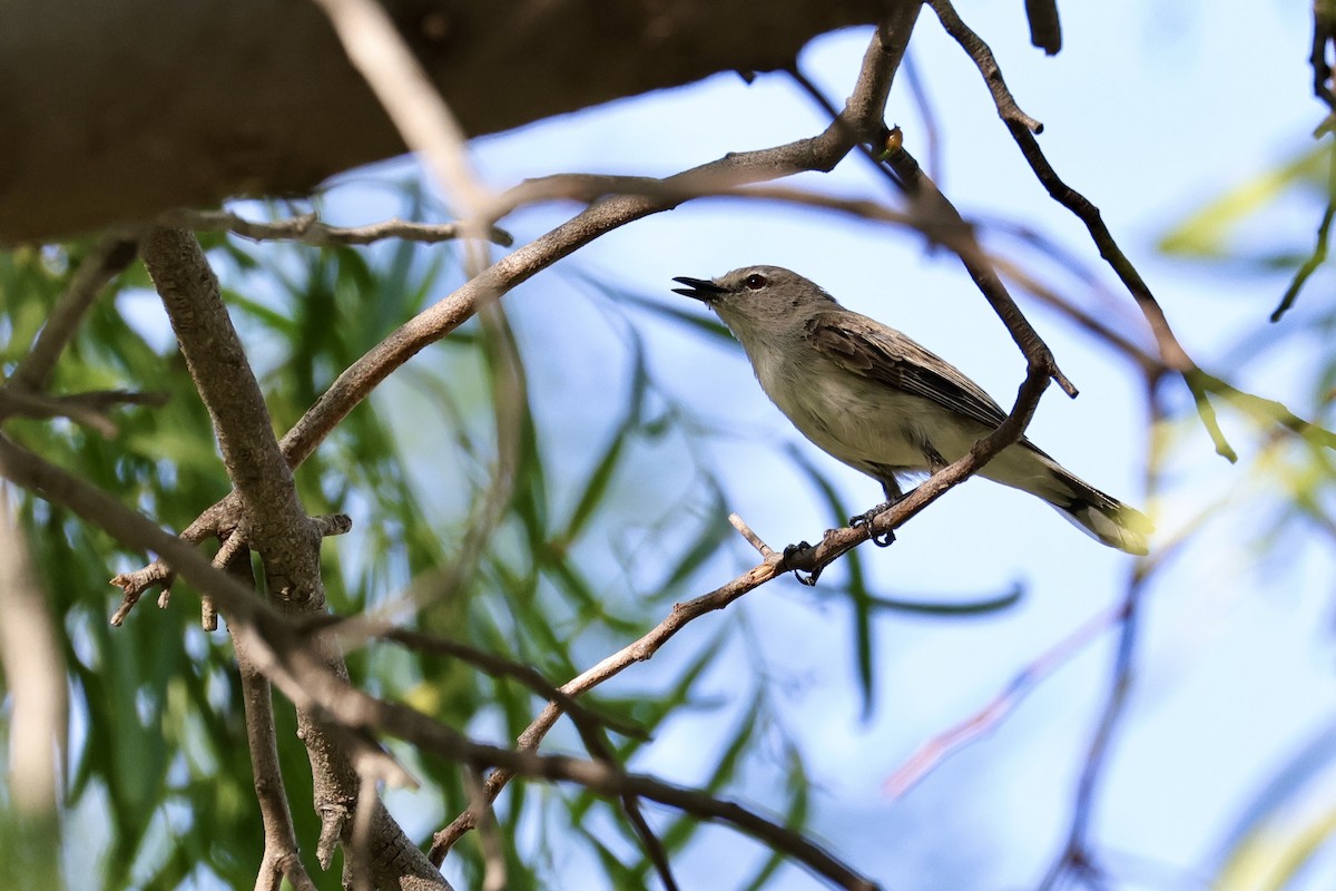 Western Gerygone - ML618260643