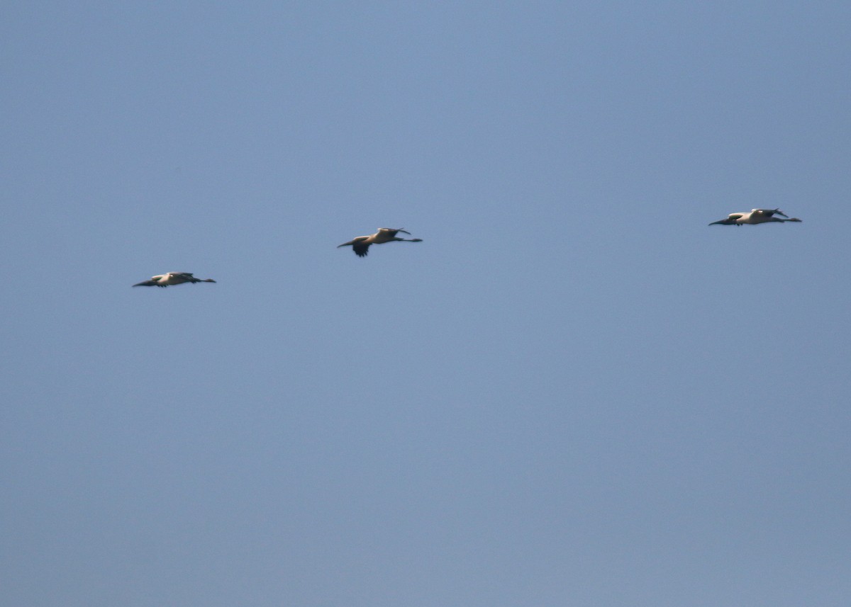 Wood Stork - ML618260645