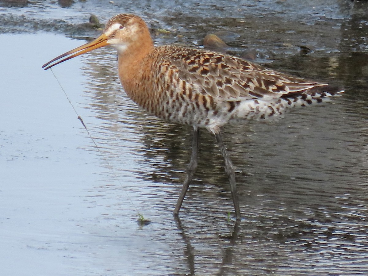 Black-tailed Godwit - ML618260649