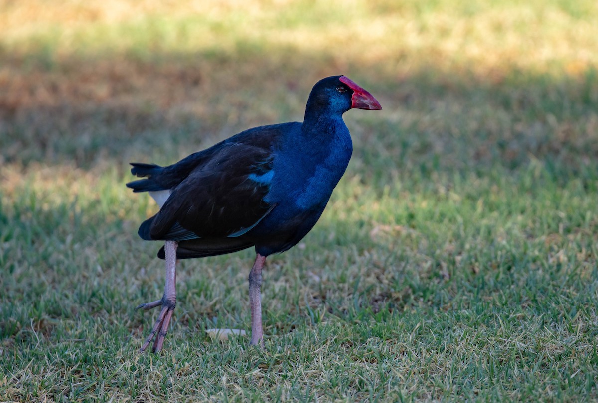 Australasian Swamphen - Hickson Fergusson