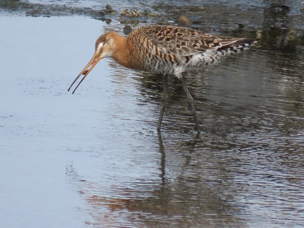 Black-tailed Godwit - ML618260658