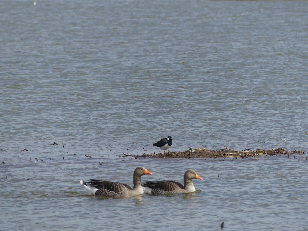 Northern Lapwing - ML618260663