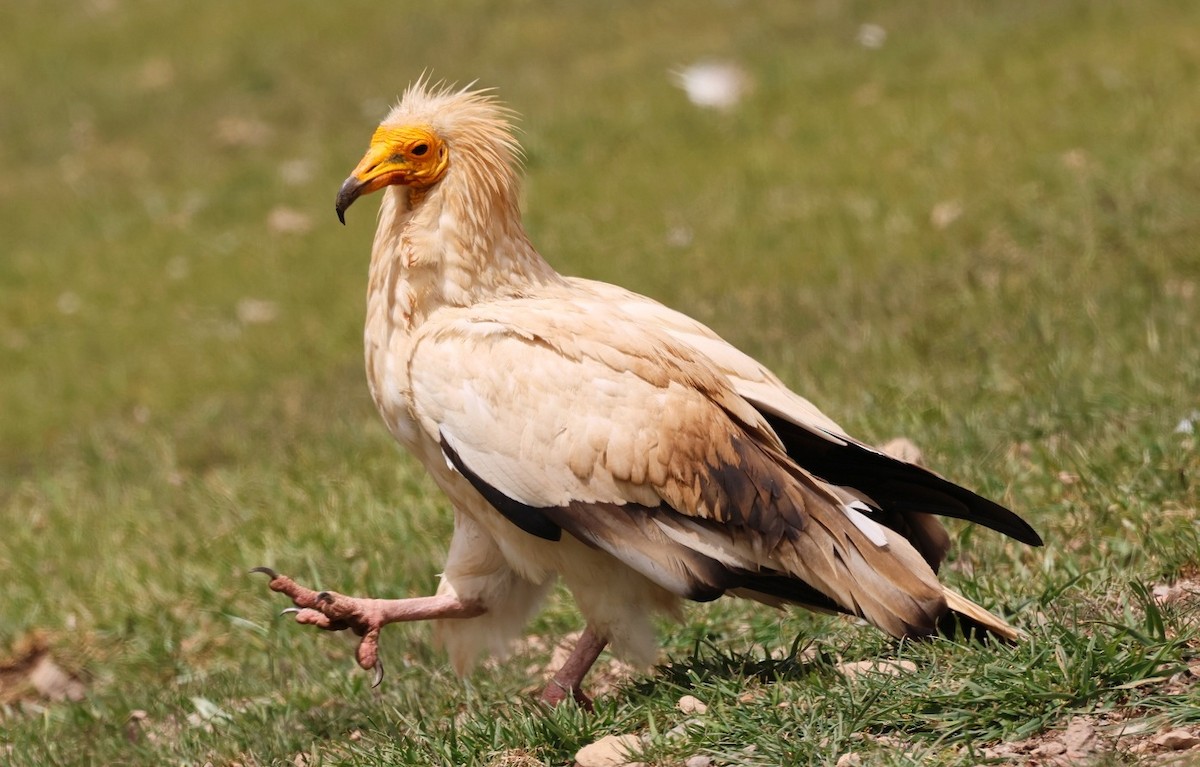 Egyptian Vulture - ML618260666