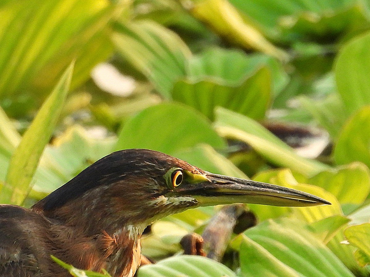 Green Heron - Bany Alvarenga