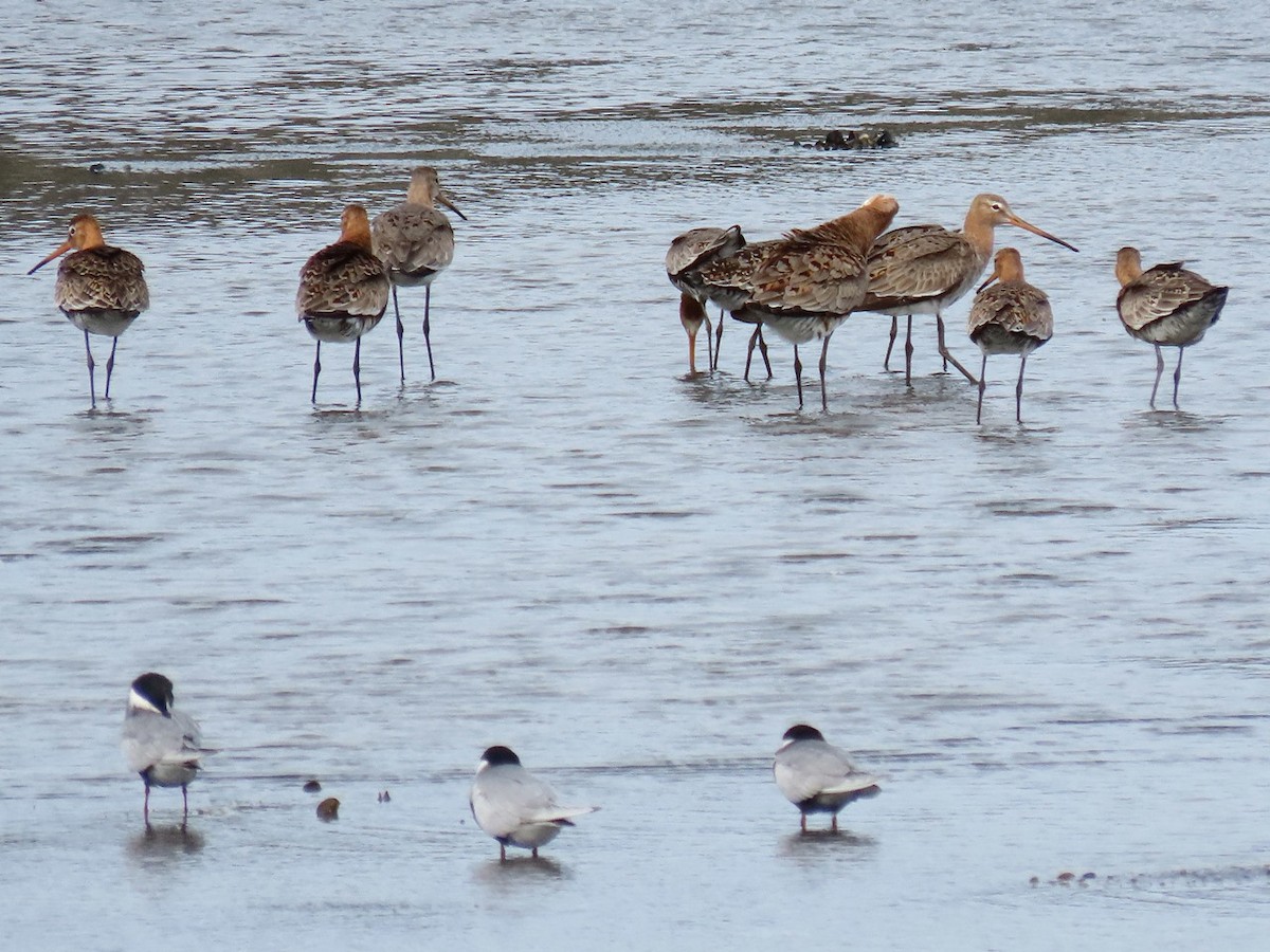 Black-tailed Godwit - ML618260683