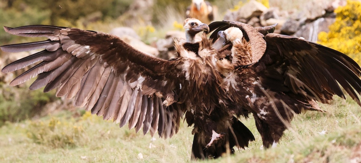 Cinereous Vulture - ML618260688