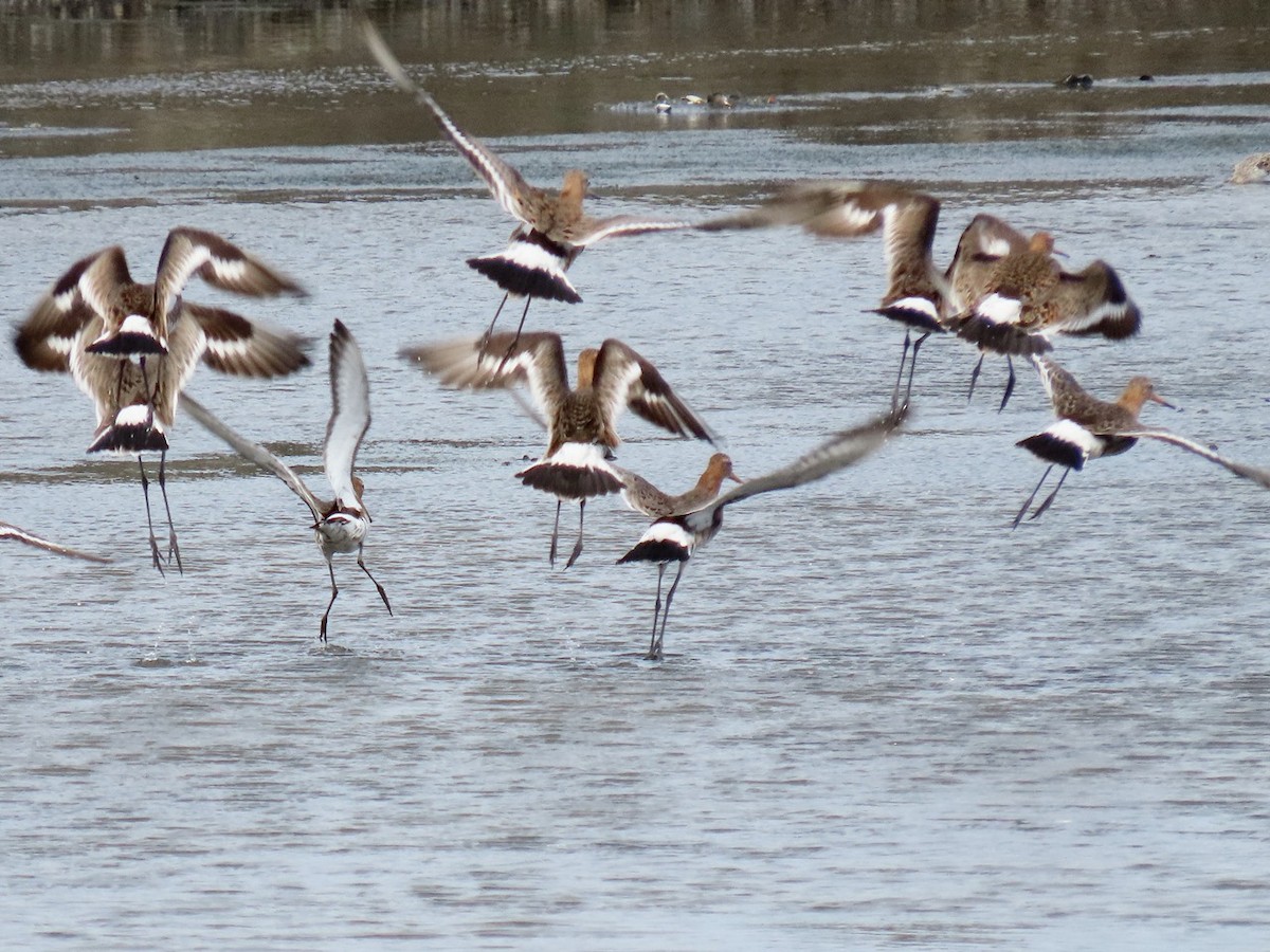 Black-tailed Godwit - ML618260690