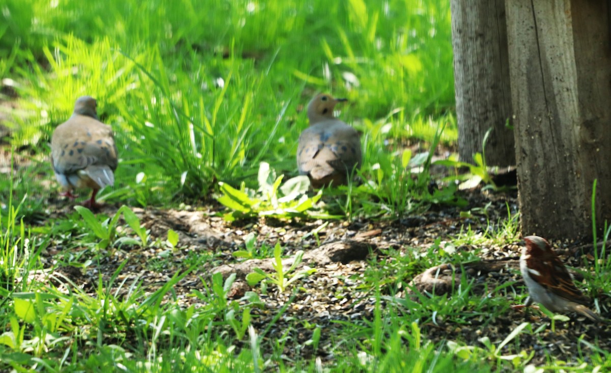 Mourning Dove - Charlotte Croshaw