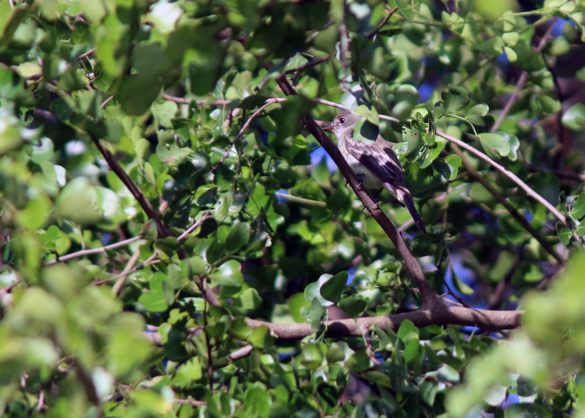 Yucatan Flycatcher - Jared Clarke